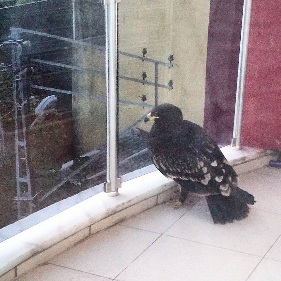 Evimin Balkonuna “Şahin Kuşu” Düştü